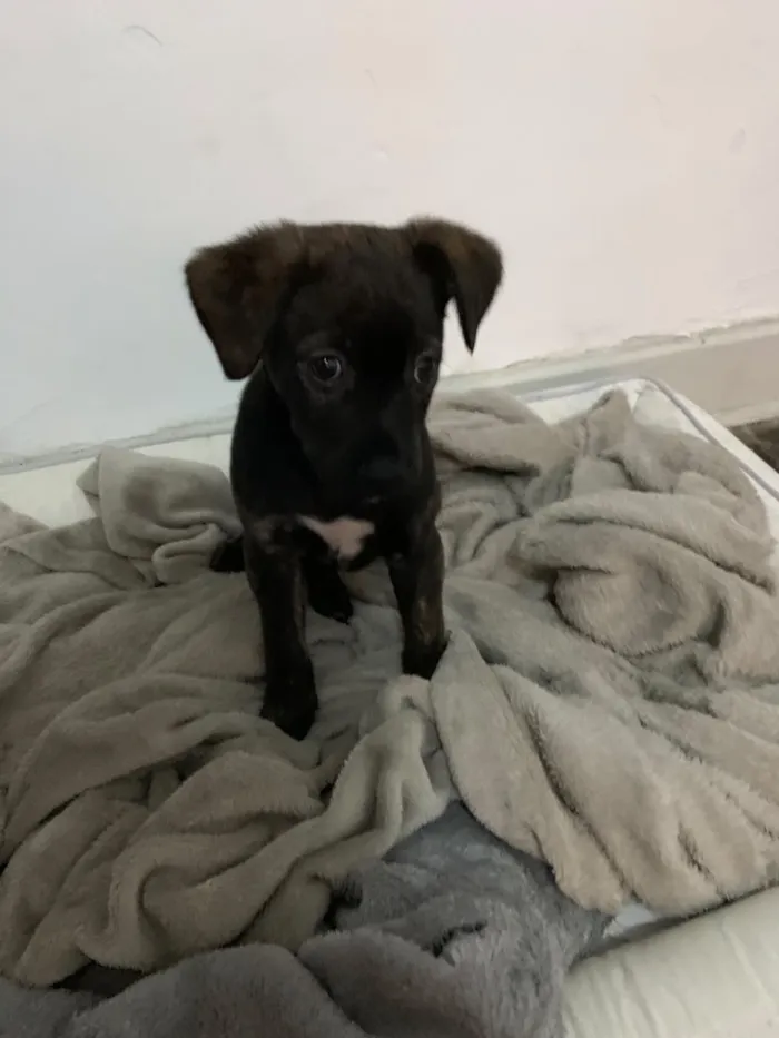 Cachorro raça SRD-ViraLata idade 2 a 6 meses nome sem nome 