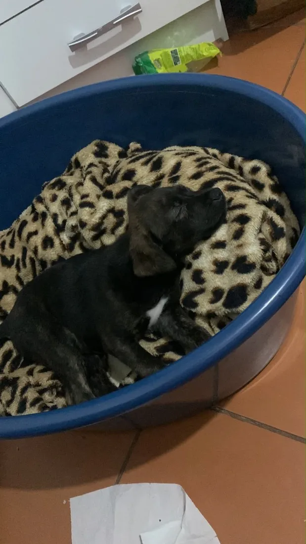 Cachorro raça SRD-ViraLata idade 2 a 6 meses nome sem nome 