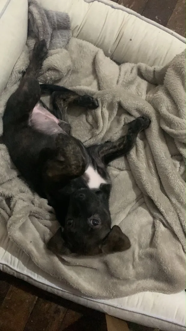 Cachorro raça SRD-ViraLata idade 2 a 6 meses nome sem nome 