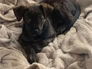 Cachorro raça SRD-ViraLata idade 2 a 6 meses nome sem nome 