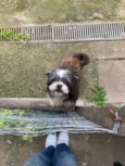 Tobi 