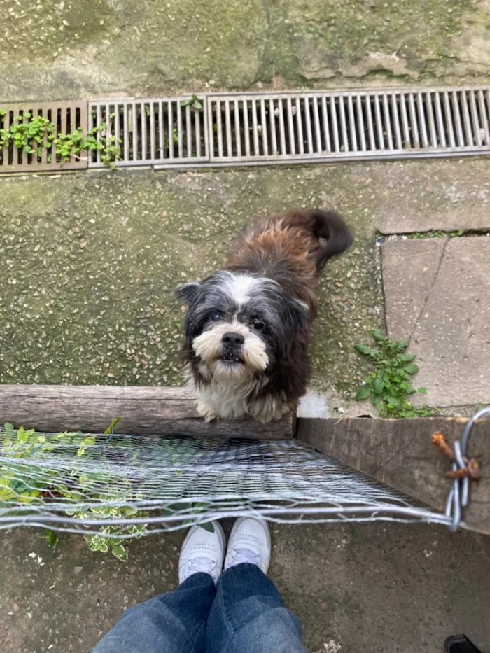 Cachorro raça Lhasa Apso idade 6 ou mais anos nome Tobi 