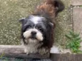 Tobi 