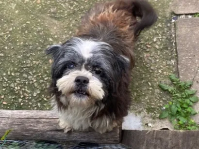 Cachorro raça Lhasa Apso idade 6 ou mais anos nome Tobi 