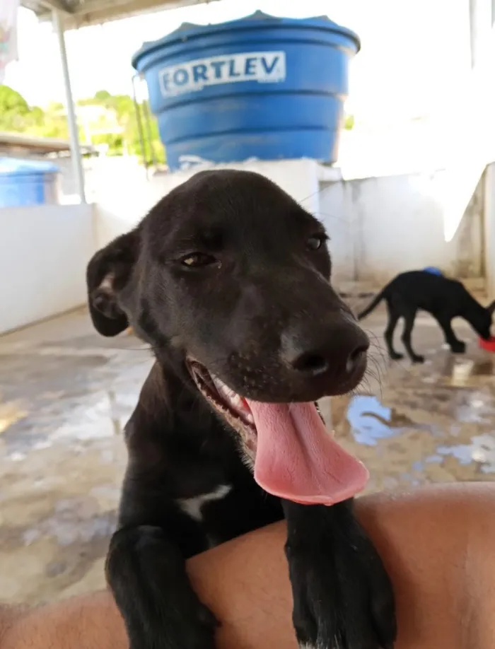 Cachorro raça SRD-ViraLata idade 1 ano nome Lua