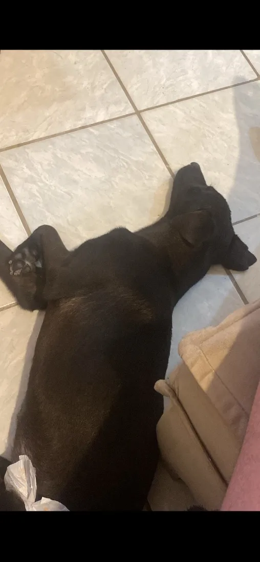 Cachorro raça SRD-ViraLata idade 1 ano nome Lua