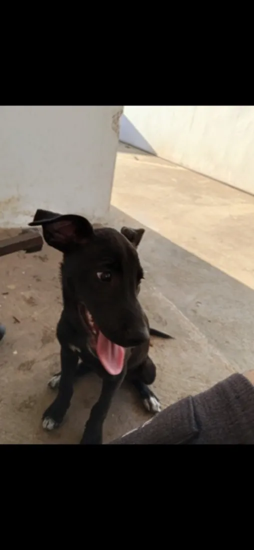 Cachorro raça SRD-ViraLata idade 1 ano nome Lua