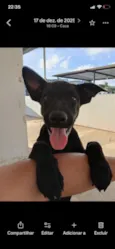 Chico