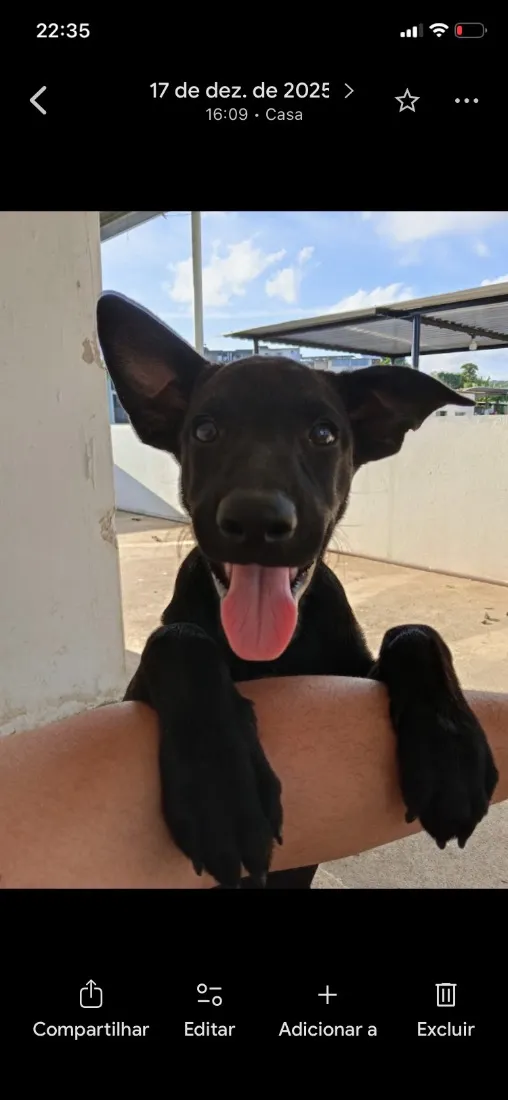Cachorro raça SRD-ViraLata idade 1 ano nome Chico