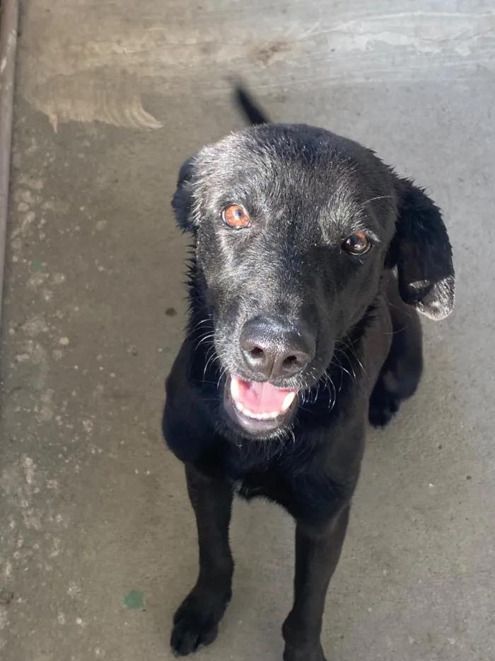 Cachorro raça SRD-ViraLata idade 1 ano nome Chico