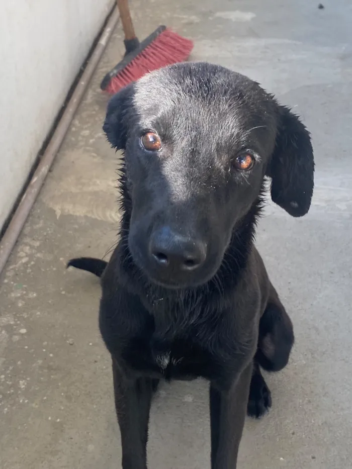 Cachorro raça SRD-ViraLata idade 1 ano nome Chico