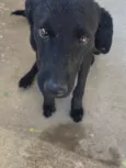 Chico