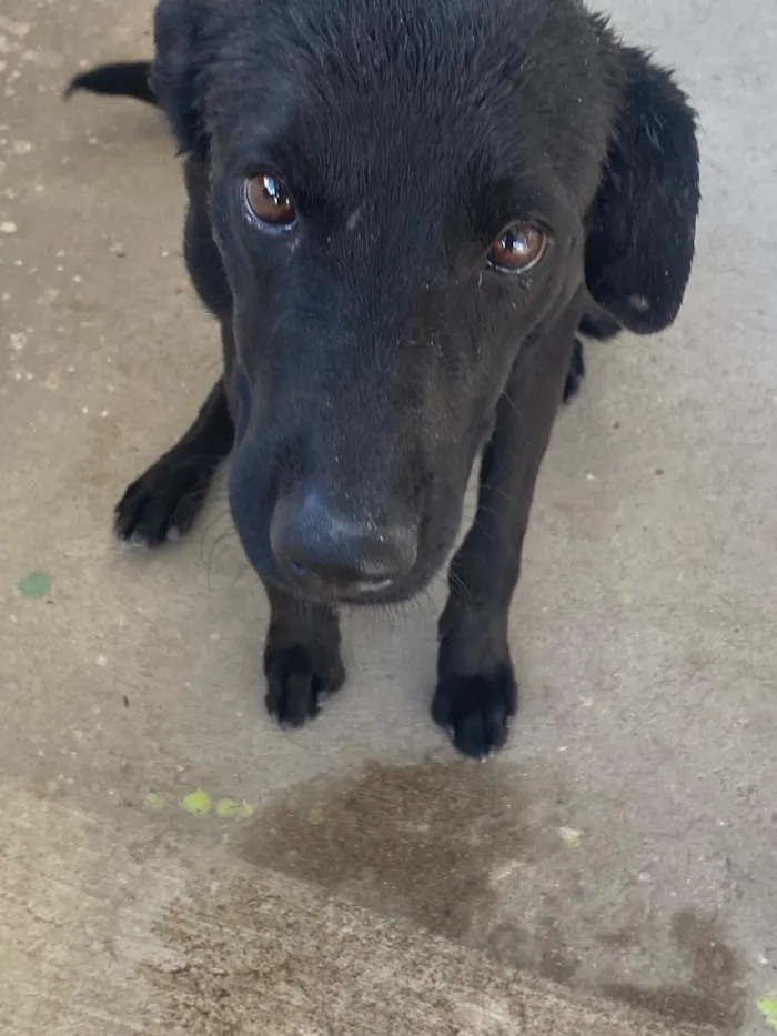 Cachorro raça SRD-ViraLata idade 1 ano nome Chico