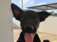 Chico
