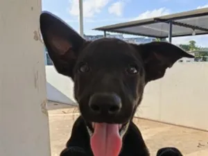 Cachorro raça SRD-ViraLata idade 1 ano nome Chico