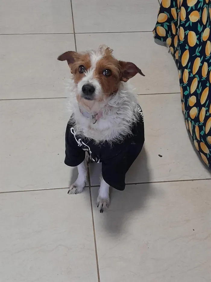 Cachorro raça SRD-ViraLata idade 3 anos nome Mel