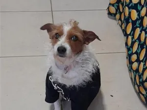 Cachorro raça SRD-ViraLata idade 3 anos nome Mel