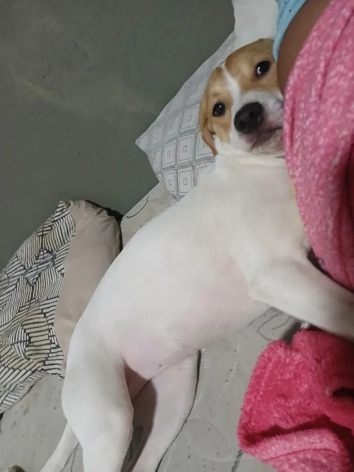 Cachorro raça SRD-ViraLata idade 7 a 11 meses nome Kiara