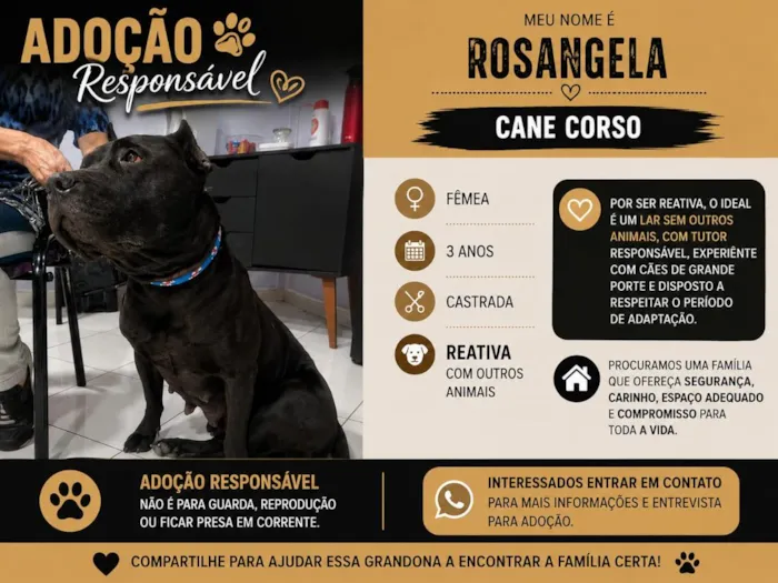 Cachorro raça Pit-Bull idade 3 anos nome Rosangela