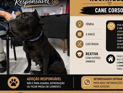 Cachorro raça Pit-Bull idade 3 anos nome Rosangela
