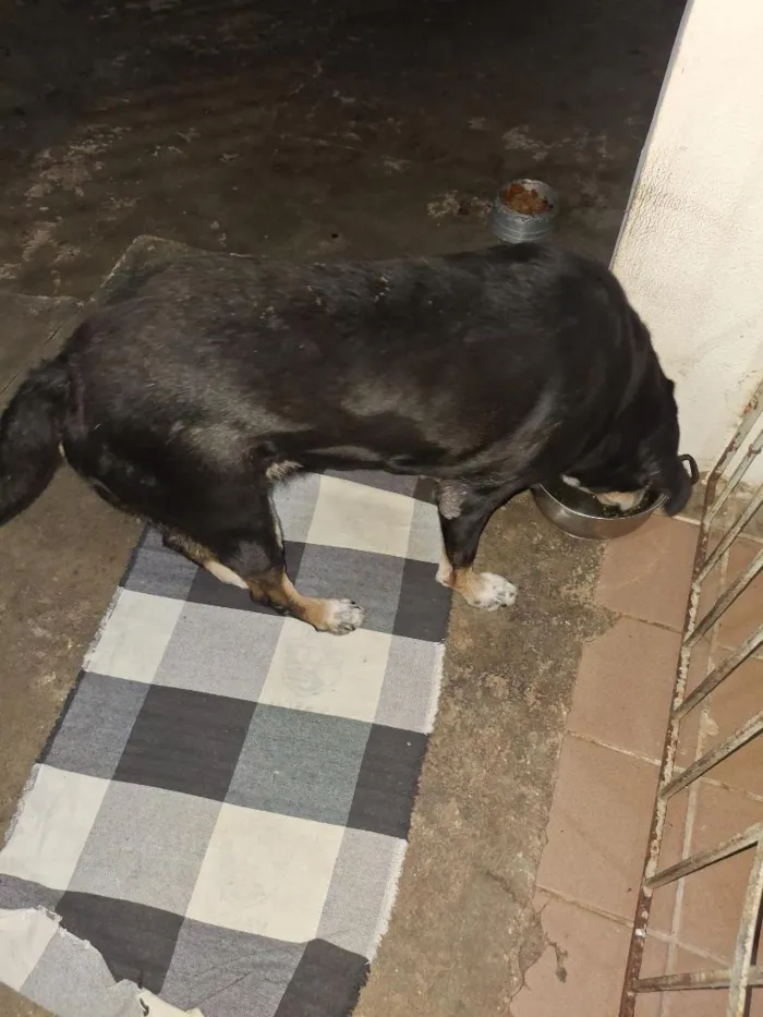 Cachorro raça SRD-ViraLata idade 4 anos nome moleque