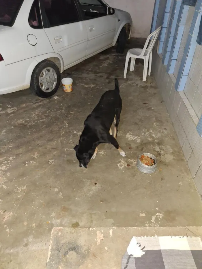 Cachorro raça SRD-ViraLata idade 4 anos nome moleque