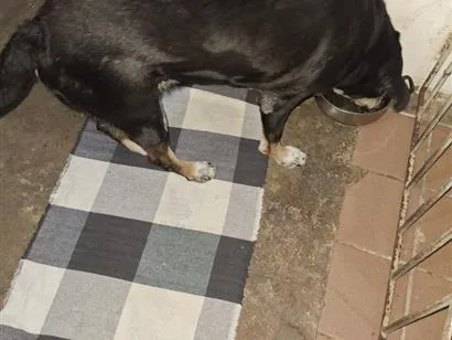 Cachorro raça SRD-ViraLata idade 4 anos nome moleque