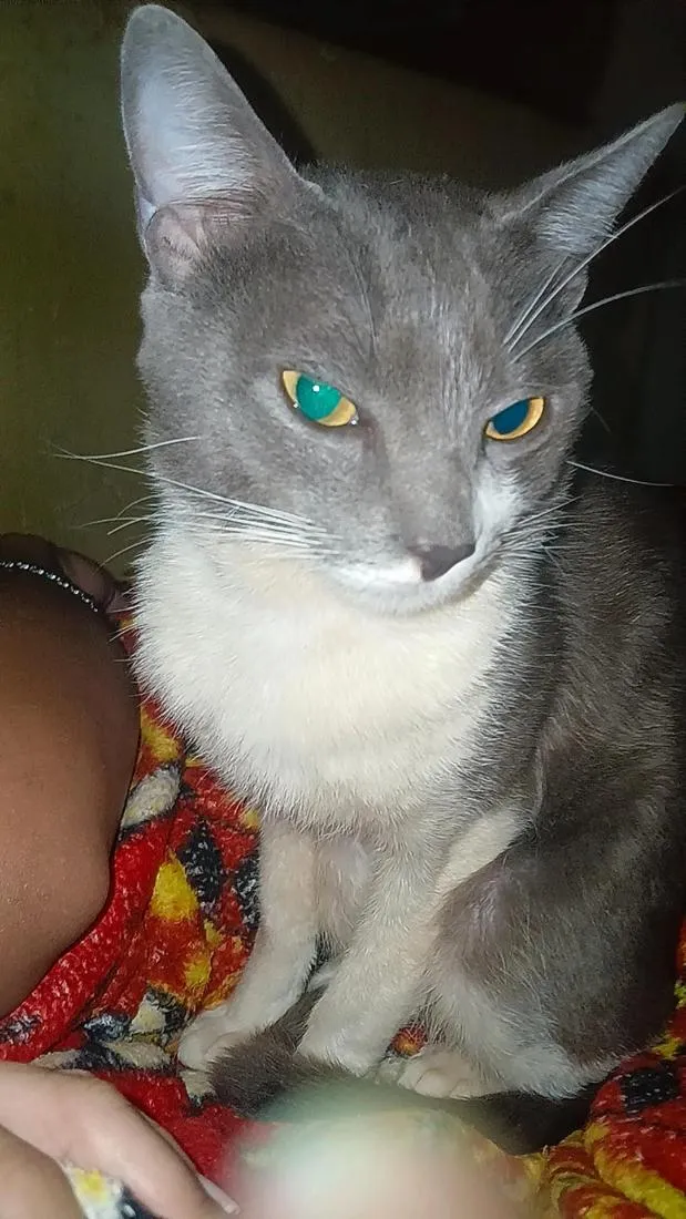 Gato raça SRD-ViraLata idade 4 anos nome Francisco 