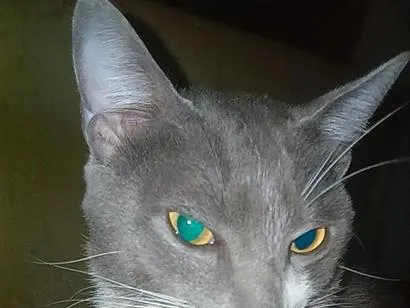 Gato raça SRD-ViraLata idade 4 anos nome Francisco 