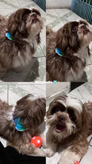 Cachorro raça Shitzu idade 2 anos nome Nick