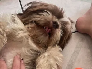 Cachorro raça Shitzu idade 2 anos nome Nick