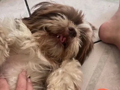 Cachorro raça Shitzu idade 2 anos nome Nick