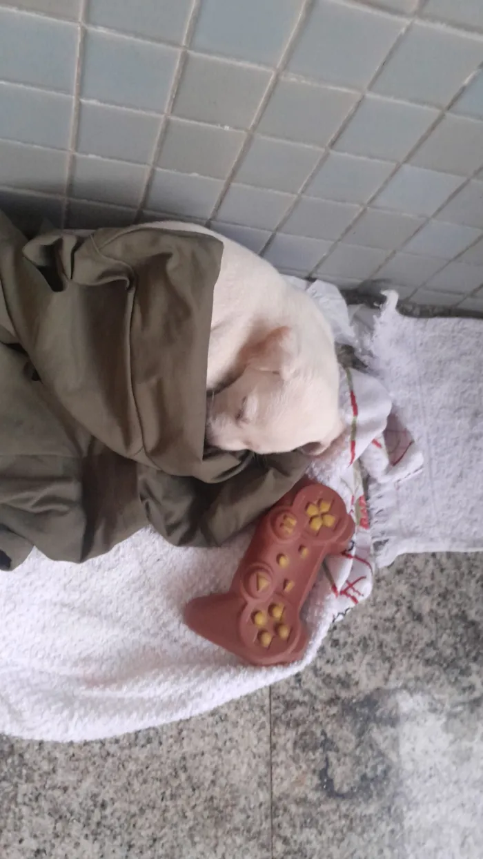 Cachorro raça Labrador idade Abaixo de 2 meses nome Sol