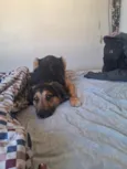 Duke e floquinho 