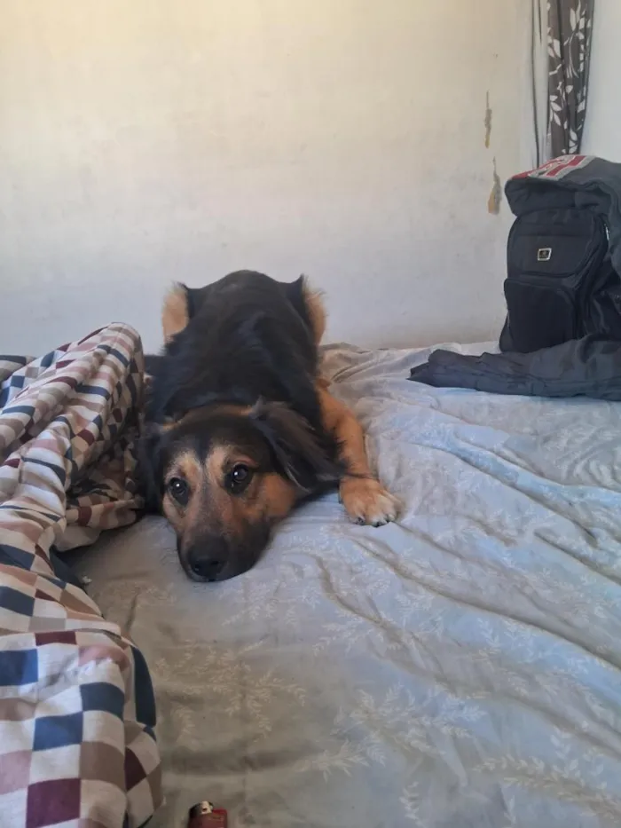 Cachorro raça SRD-ViraLata idade 1 ano nome Duke e floquinho 