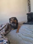 Duke e floquinho 