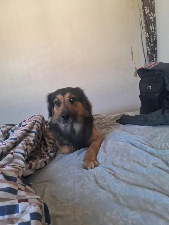 Cachorro raça SRD-ViraLata idade 1 ano nome Duke e floquinho 