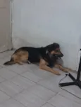 Duke e floquinho 