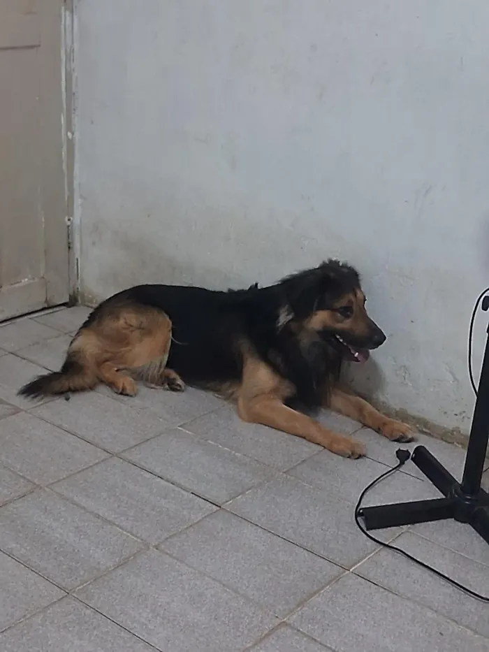 Cachorro raça SRD-ViraLata idade 1 ano nome Duke e floquinho 