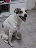 Duke e floquinho 