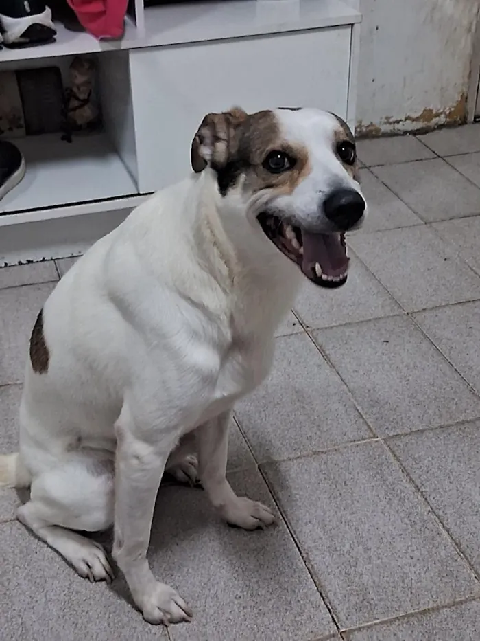 Cachorro raça SRD-ViraLata idade 1 ano nome Duke e floquinho 