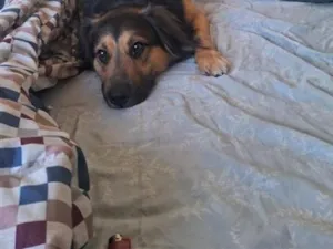 Cachorro raça SRD-ViraLata idade 1 ano nome Duke e floquinho 
