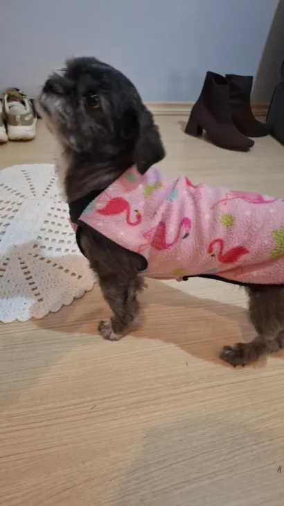 Cachorro raça Shitzu idade 1 ano nome Desconhecido 