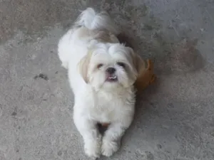 Cachorro raça Shitzu idade 5 anos nome pipoca 