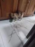 bek
