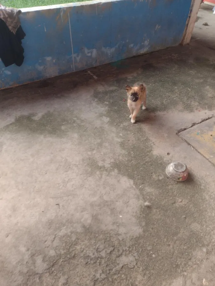 Cachorro raça SRD-ViraLata idade Abaixo de 2 meses nome bek
