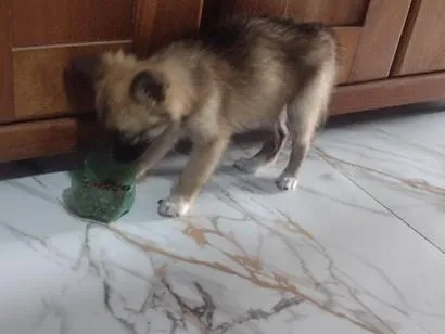 Cachorro raça SRD-ViraLata idade Abaixo de 2 meses nome bek