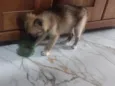bek