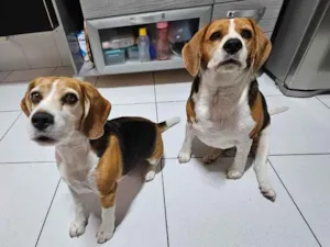 Cachorro raça Perdigueiro idade 6 ou mais anos nome Beagle Thomaz