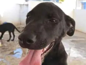 Cachorro raça SRD-ViraLata idade 1 ano nome Lua